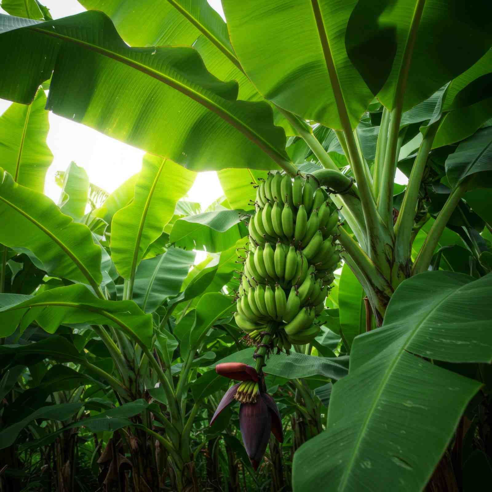 Premium Cavendish Banana Export India