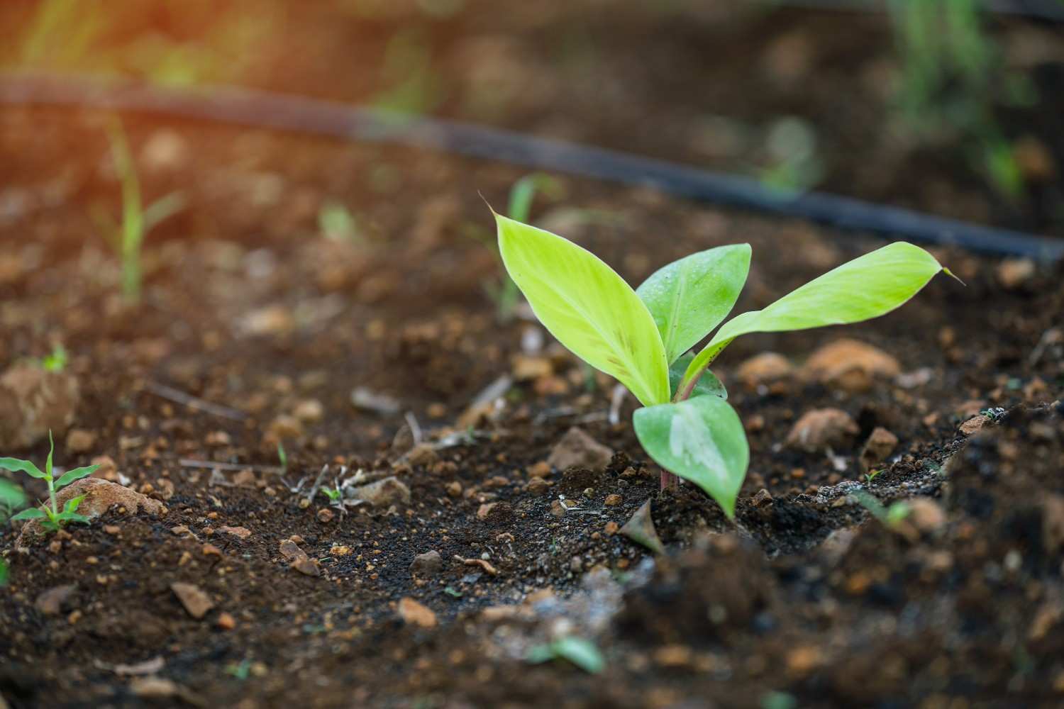 Premium Cavendish Banana Export India