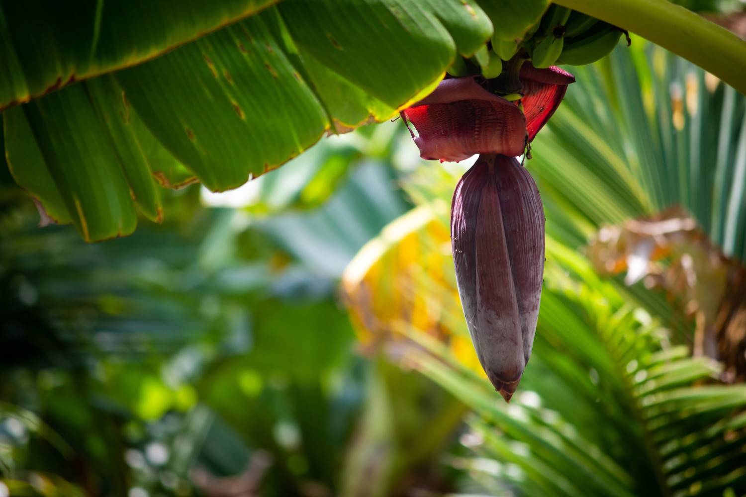 Premium Cavendish Banana Export India