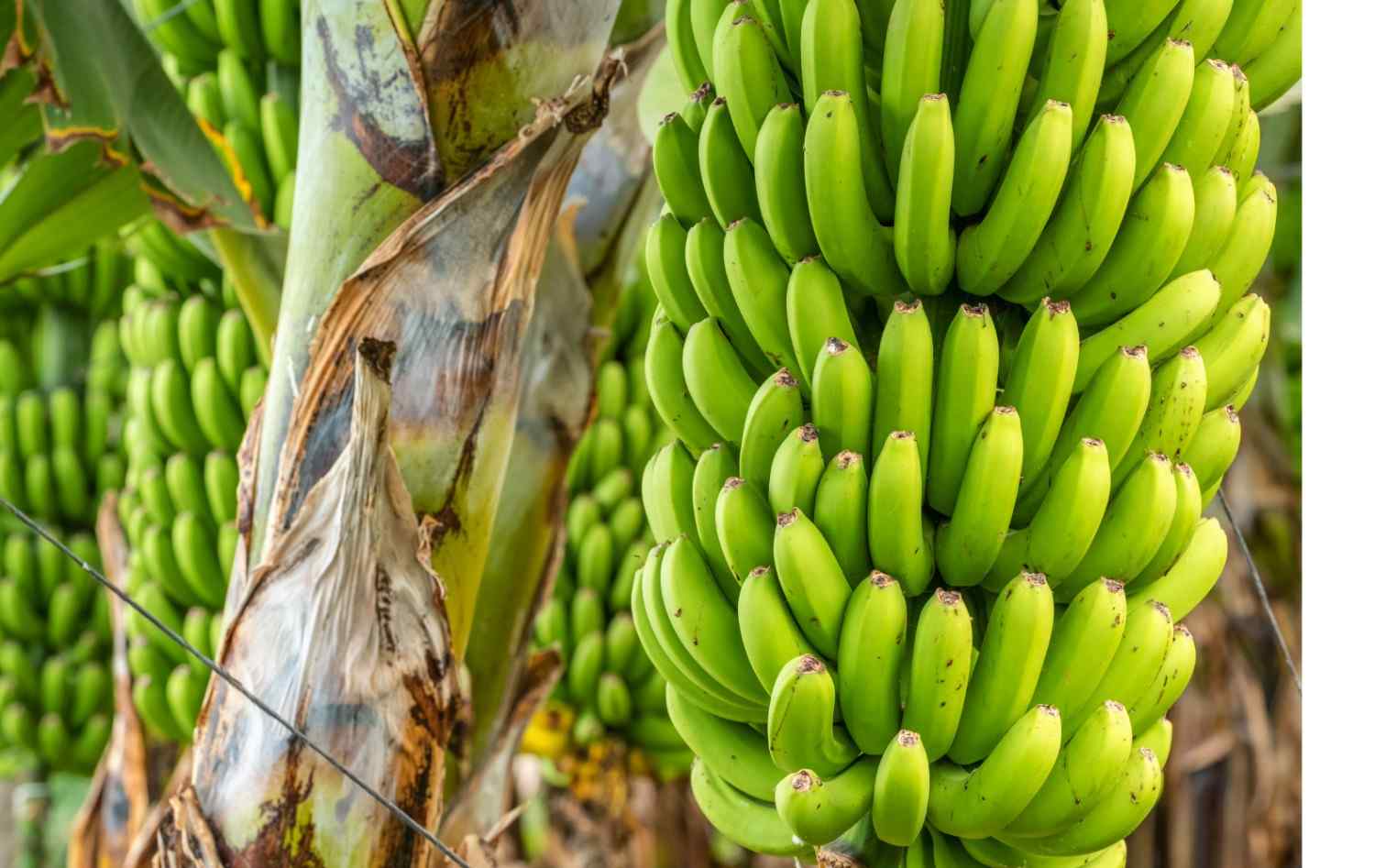 Premium Cavendish Banana Export India