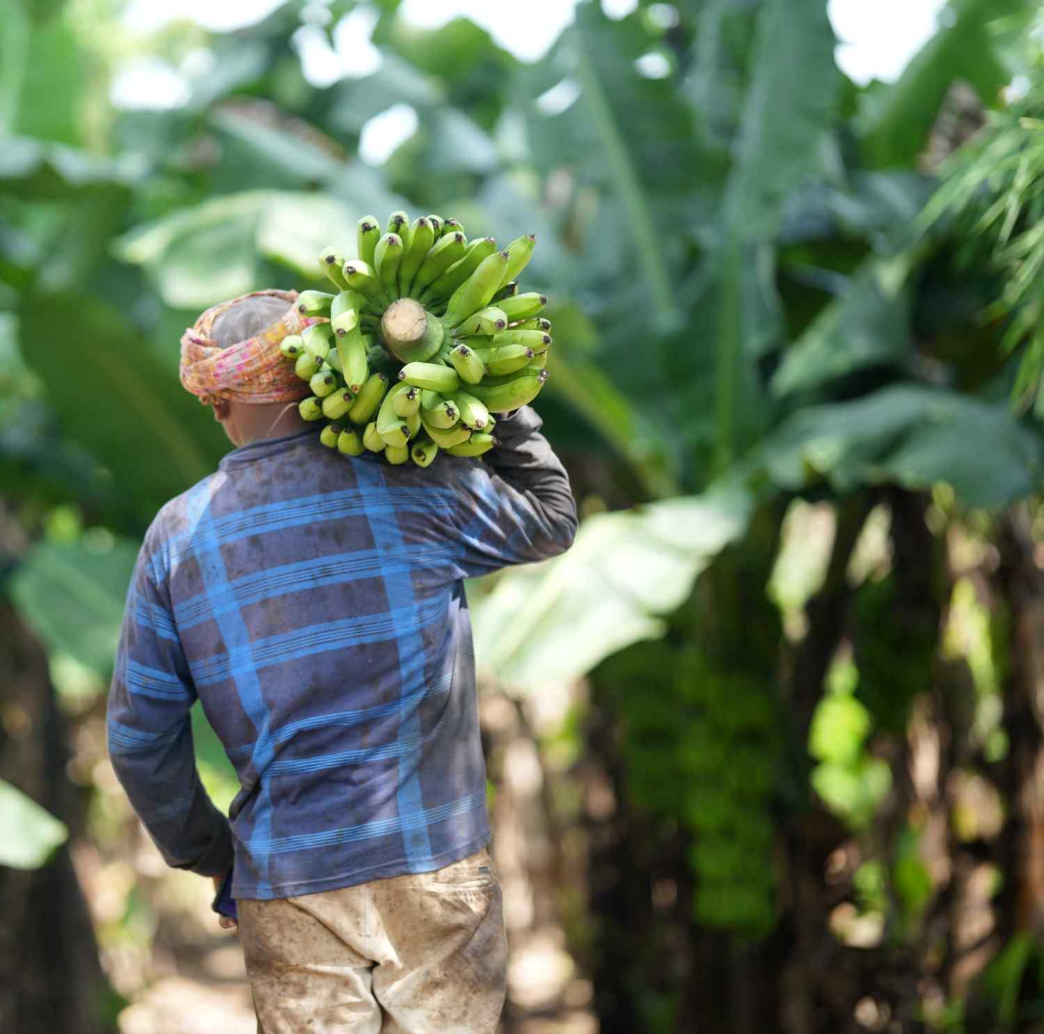 Premium Cavendish Banana Export India