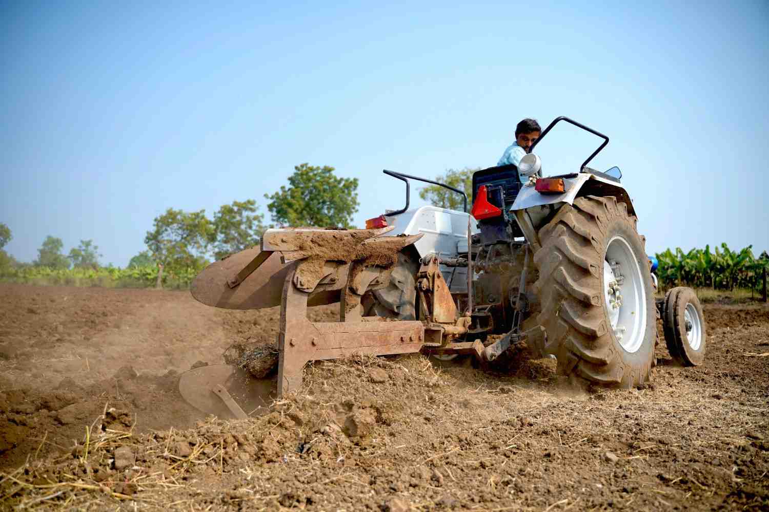 Premium Cavendish Banana Export India