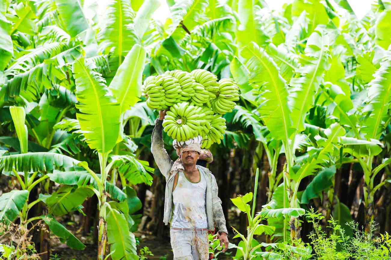 Premium Cavendish Banana Export India