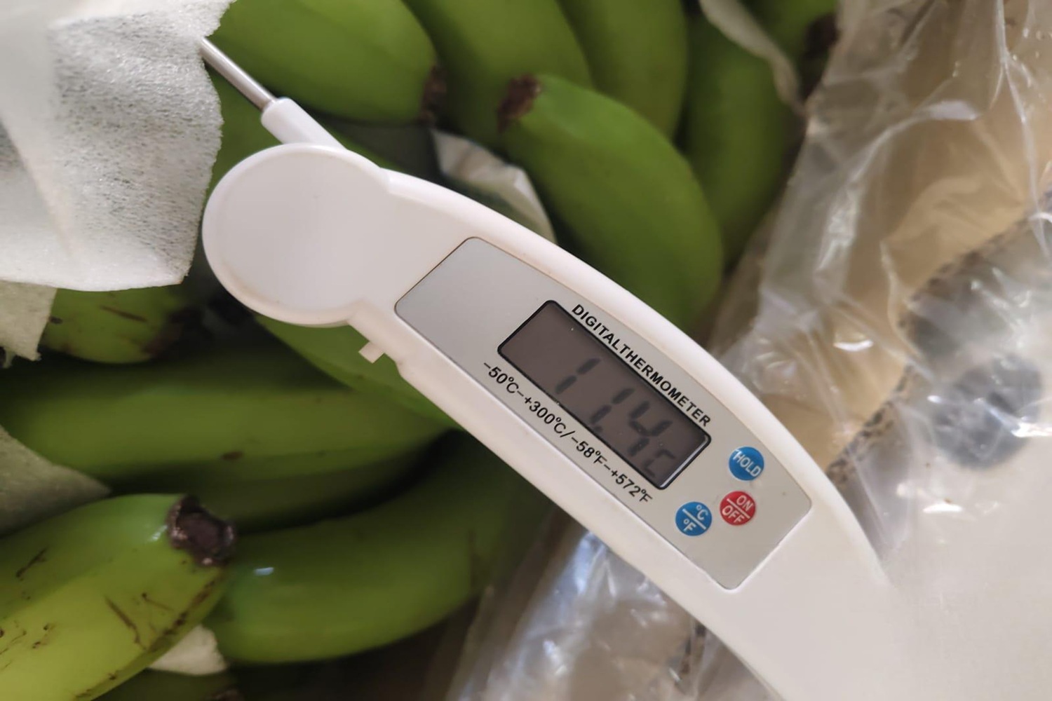 Premium Cavendish Banana Export India