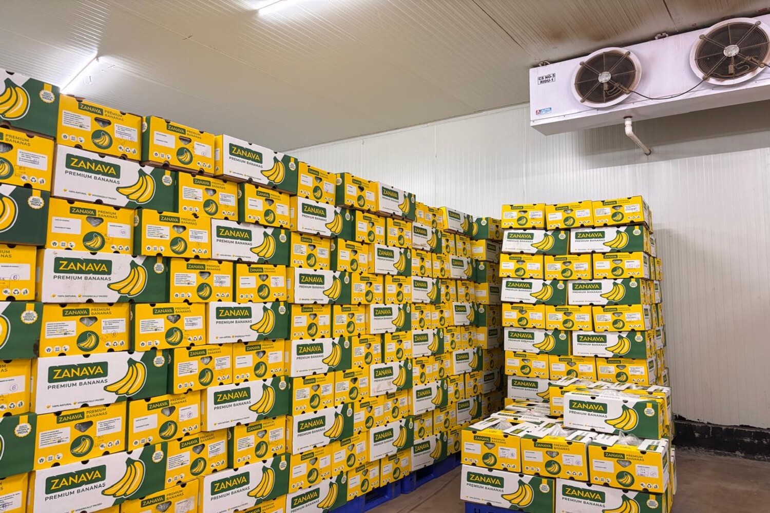 Premium Cavendish Banana Export India