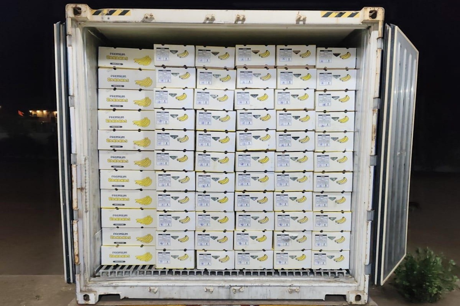 Premium Cavendish Banana Export India