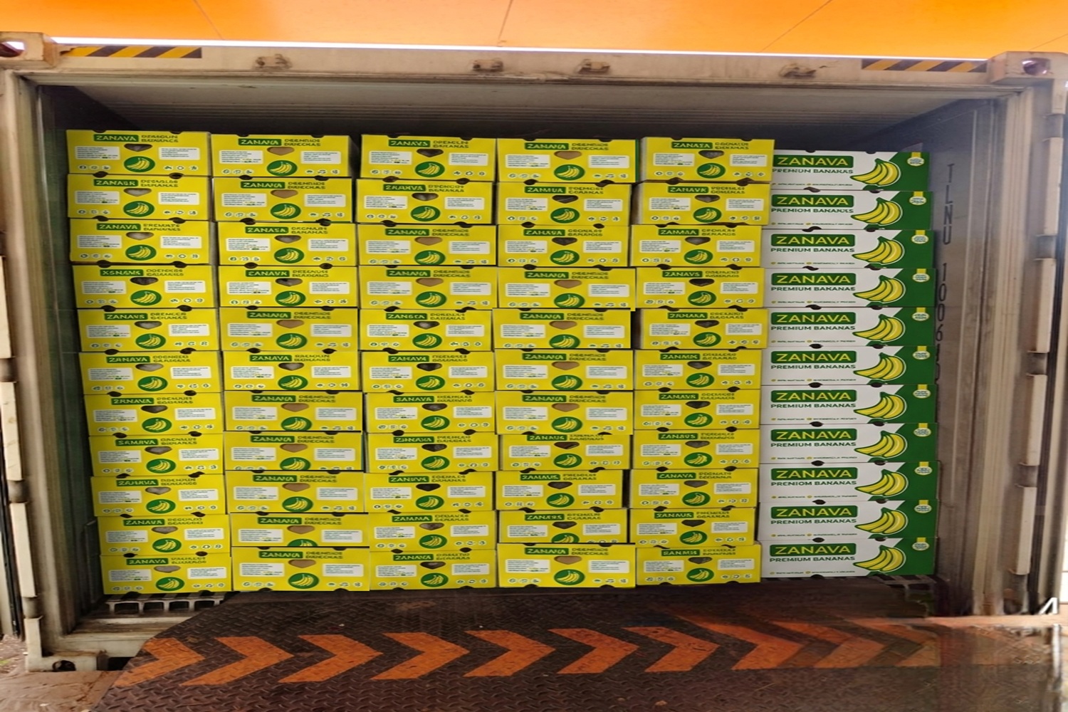 Premium Cavendish Banana Export India