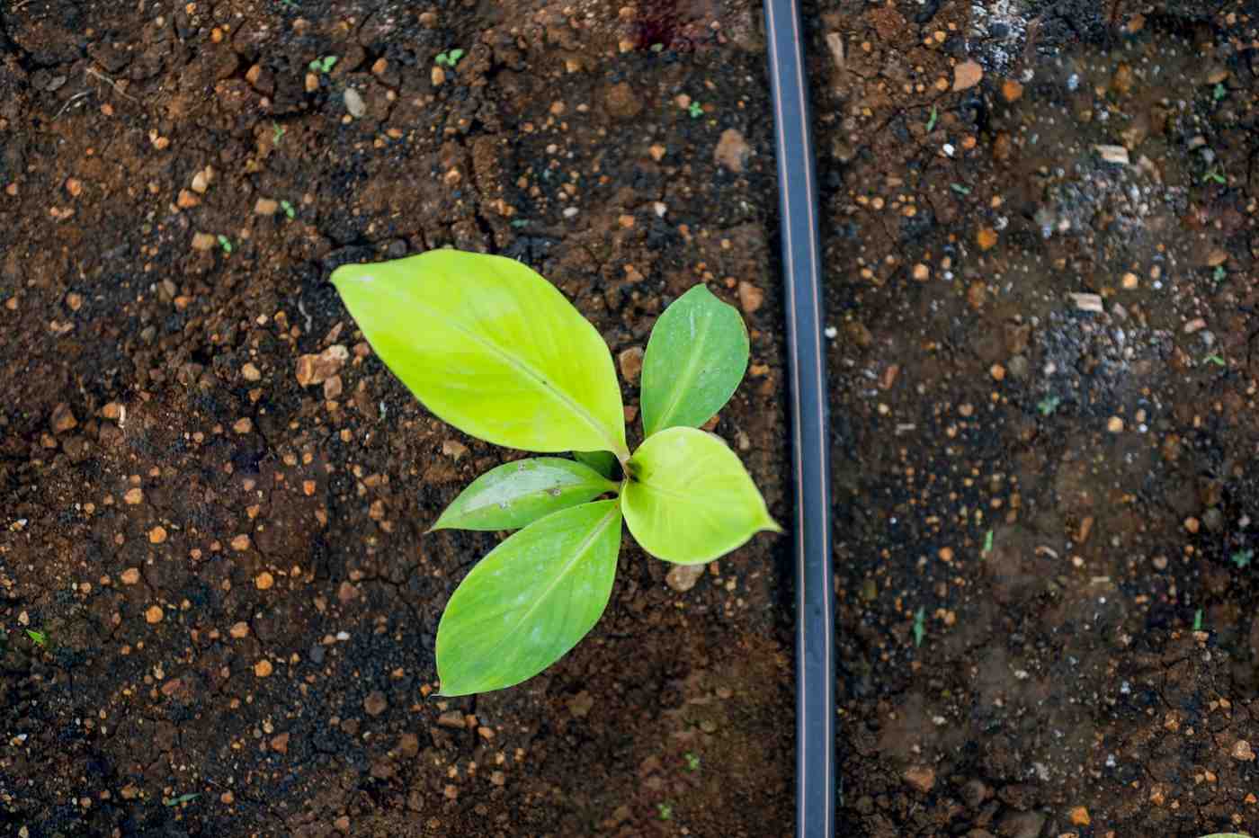 Premium Cavendish Banana Export India