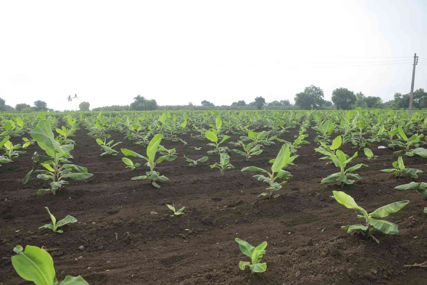 Premium Cavendish Banana Export India