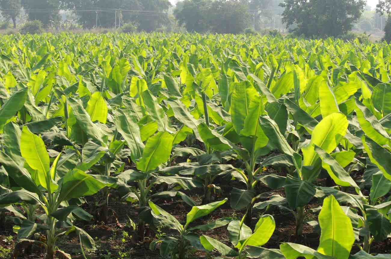 Premium Cavendish Banana Export India