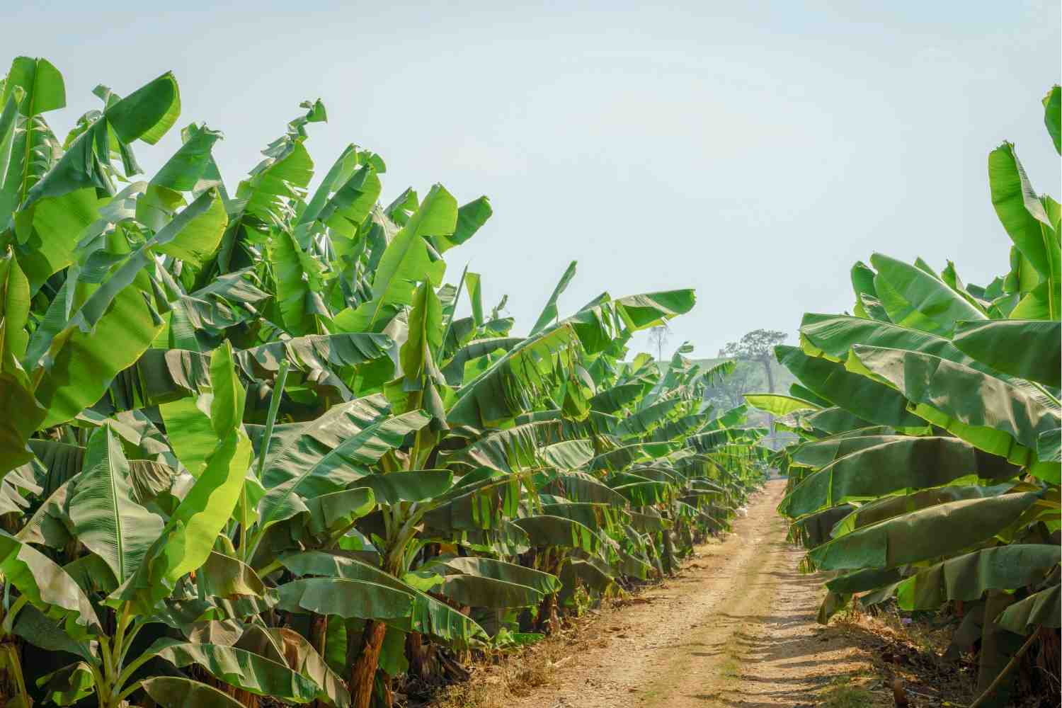 Premium Cavendish Banana Export India