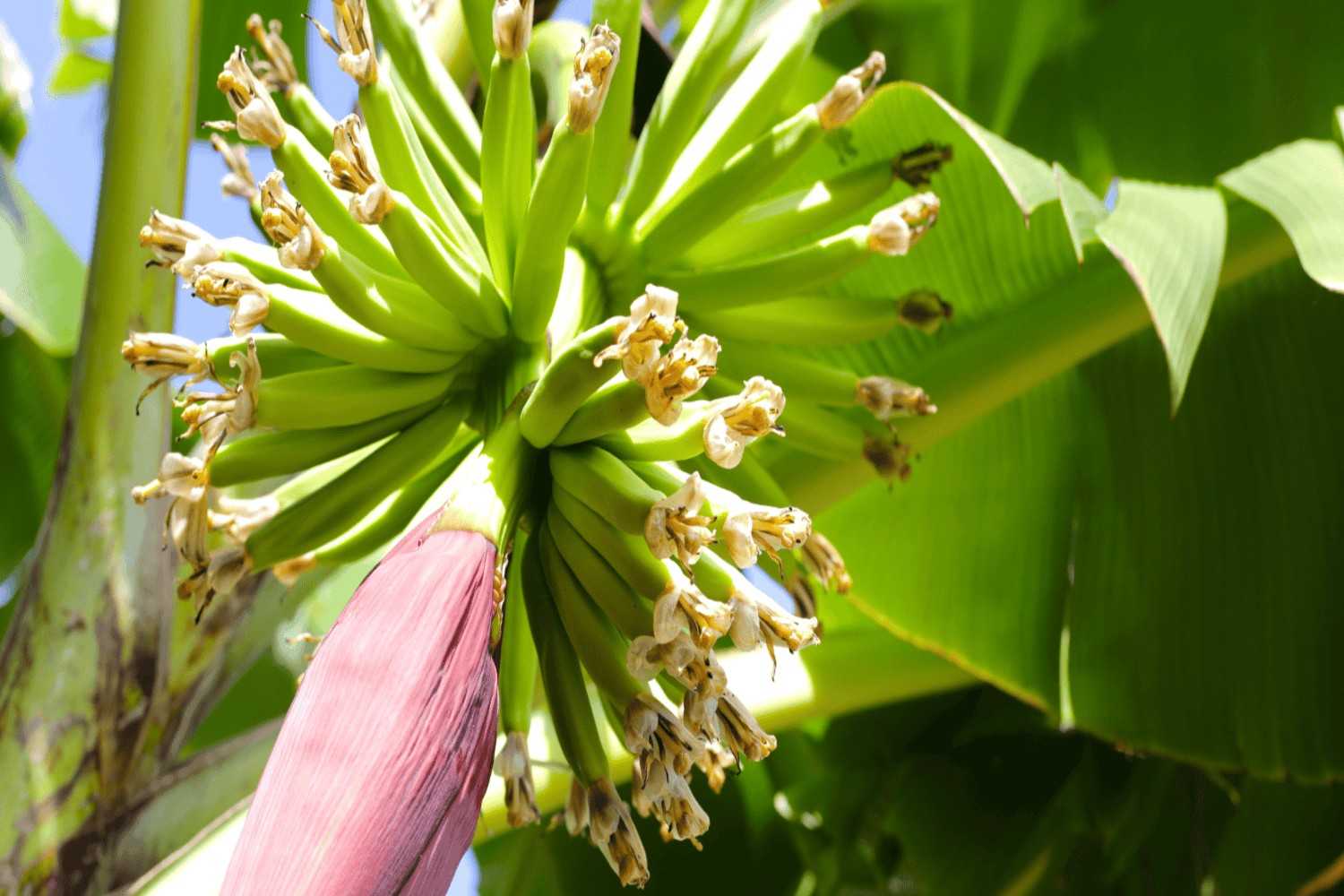 Premium Cavendish Banana Export India