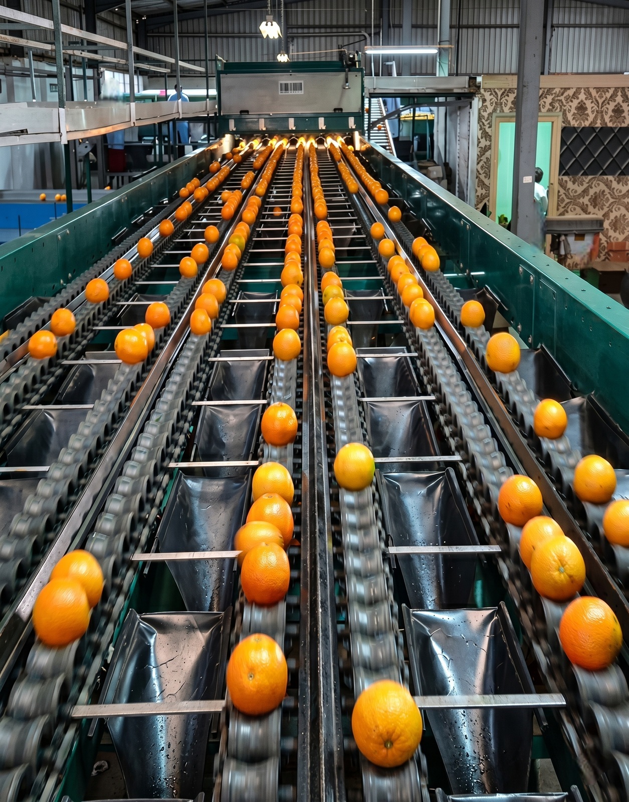 Premium Cavendish Banana Export India