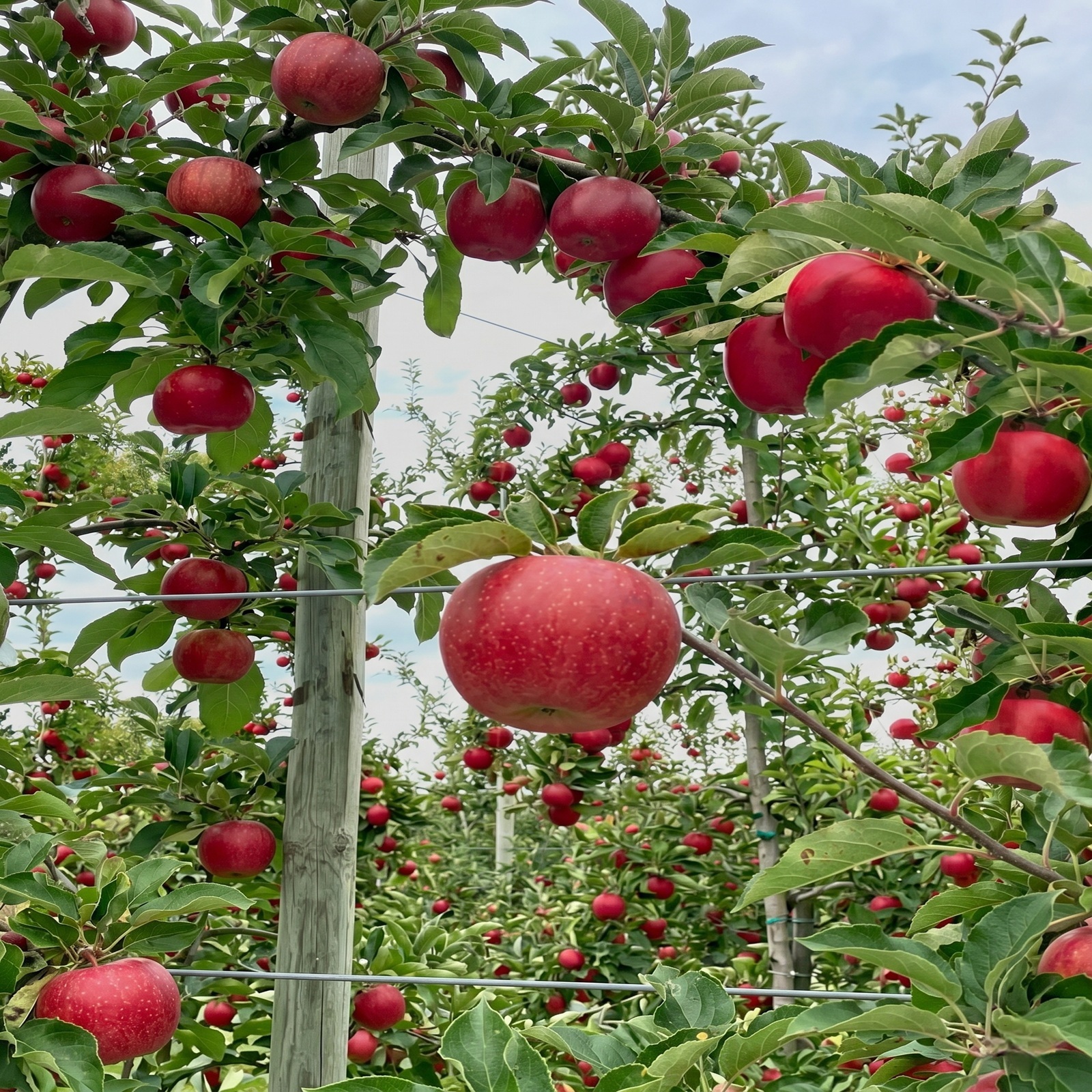 Premium Cavendish Banana Export India